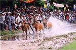 Lễ hội đua bò dân tộc Khơ - Me